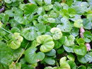 Dichondra Repens